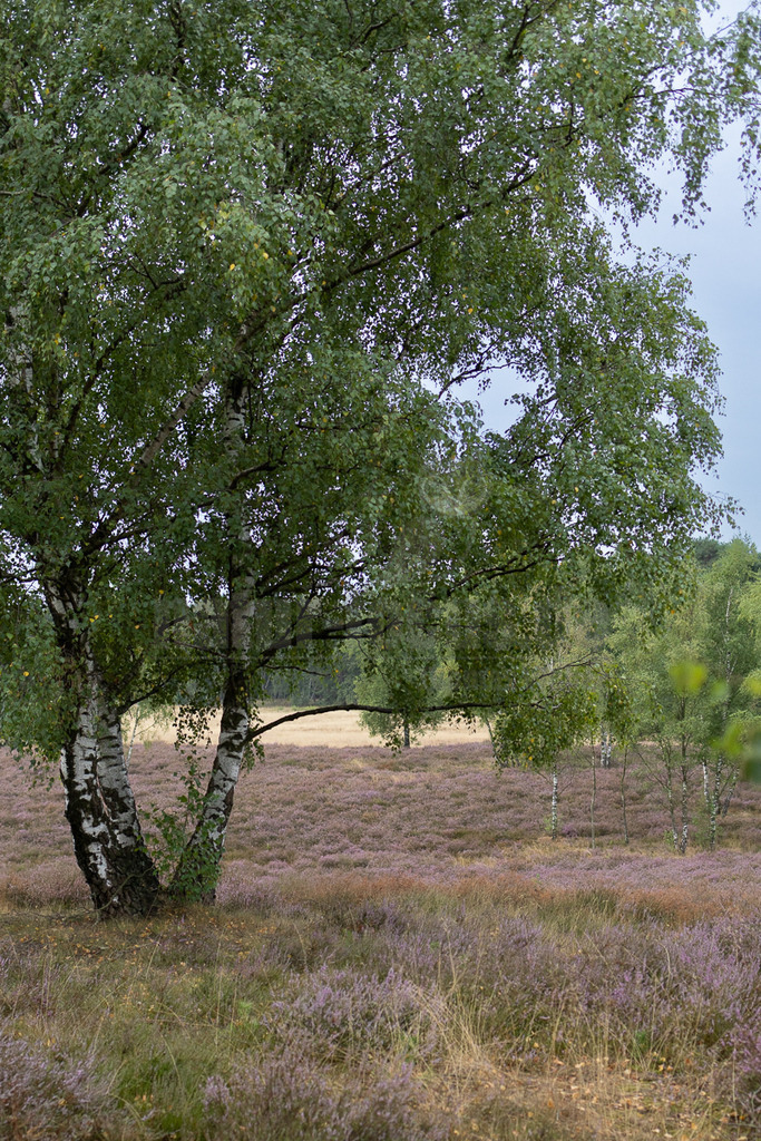 R5M20125_20260828 | Die Aufnahme zeigt eine malerische Heidelandschaft.. Im Vordergrund dominieren zwei stattliche Birkenbäume mit ihrer charakteristischen hellen Rinde und dem dichten grünen Laub, das bereits erste gelbliche Herbsttöne annimmt. Der Blick schweift über ein weites Feld aus lila blühendem Heidekraut, das sich bis zum Horizont erstreckt und der Szene eine lebendige Farbe verleiht. Im Mittel- und Hintergrund sind weitere Birken und andere Laubbäume zu erkennen, die einen sanften Übergang zum bewölkten Himmel bilden. - Realisiert mit Pictrs.com