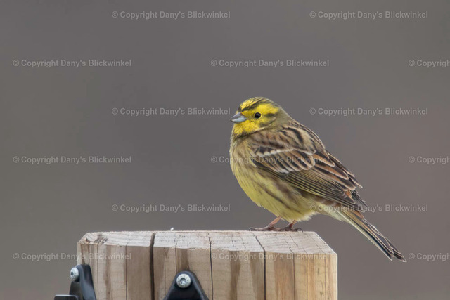 20177 | Tierfotografie, Tierkalender, Tierbilder, Insekten, Spinnen, Vögel, Schmetterling, Libellen, Leinwand, Colorkey, Qualität, Geschenkartikel, Geschenk - Realisiert mit Pictrs.com