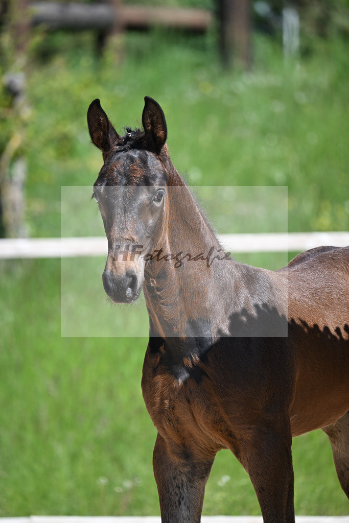 Cornet Obolensky x Kannan_HF_Schroetzlmair_10250177 | hf-fotografie - Realizzato con Pictrs.com