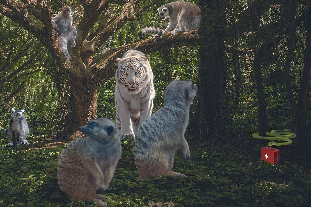 Kampfstimmung | Es herrscht Aufregung im Wald. Die Tiere haben eine Versammlung einberufen. Die Erdmännchen sichern die Umgebung, damit die Zusammenkunft ungestört vonstattengehen kann. Langsam tru-deln die Waldbewohner ein. Die Kattas schwingen sich durch die Baumwipfel heran, gefolgt von den Berberaffen. Wie immer als Letzter trifft auch der weiße Tiger ein. Es kann losgehen. - Realisiert mit Pictrs.com