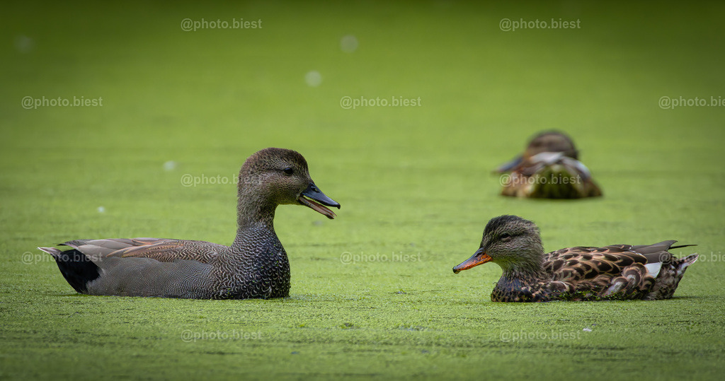 Entengeflüster | Enten auf einem Teich. - Realisiert mit Pictrs.com