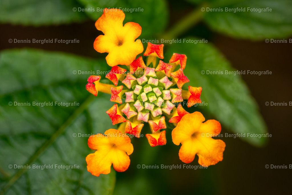 Flower 15 | Entdecken Sie Natur, Makro und Tierfotografie von Dennis Bergfeld.Besondere Momente und Details der Natur, hochwertig als Foto und Wandbild erhältlich. - Realisiert mit Pictrs.com
