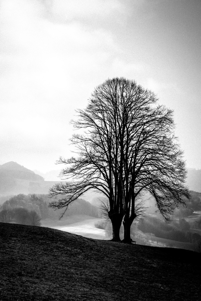 Oberhalb Wisen (So) | Hoher Baum auf einem Feld im Gegenlicht - Realisiert mit Pictrs.com