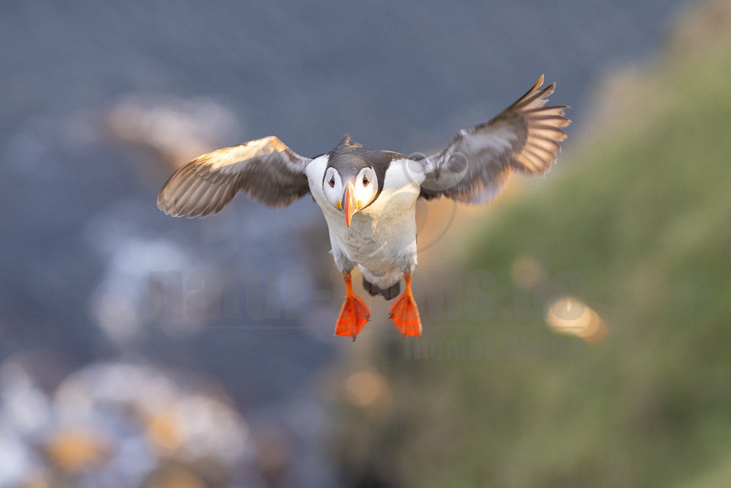 R5NF0017-20230721 | Der Papageitaucher – auch Papageientaucher oder Puffin genannt – ist eine Vogelart aus der Familie der Alkenvögel. Die Art brütet in Erdhöhlen an und auf Klippen oder an deren Fuß im Nordatlantik sowie im westlichen Nordpolarmeer. - Realisiert mit Pictrs.com