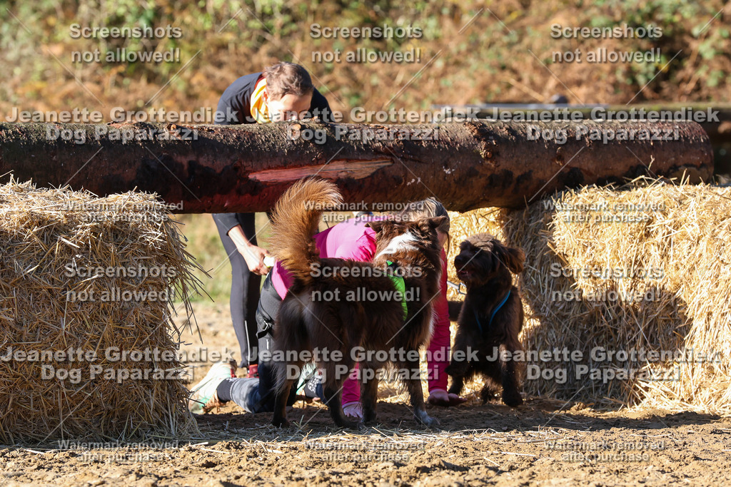 Dog Paparazzi - Strongdog 10-25-1745 | Dog Paparazzi Jeanette Grottendiek Fotografie & Videografie - Realisiert mit Pictrs.com