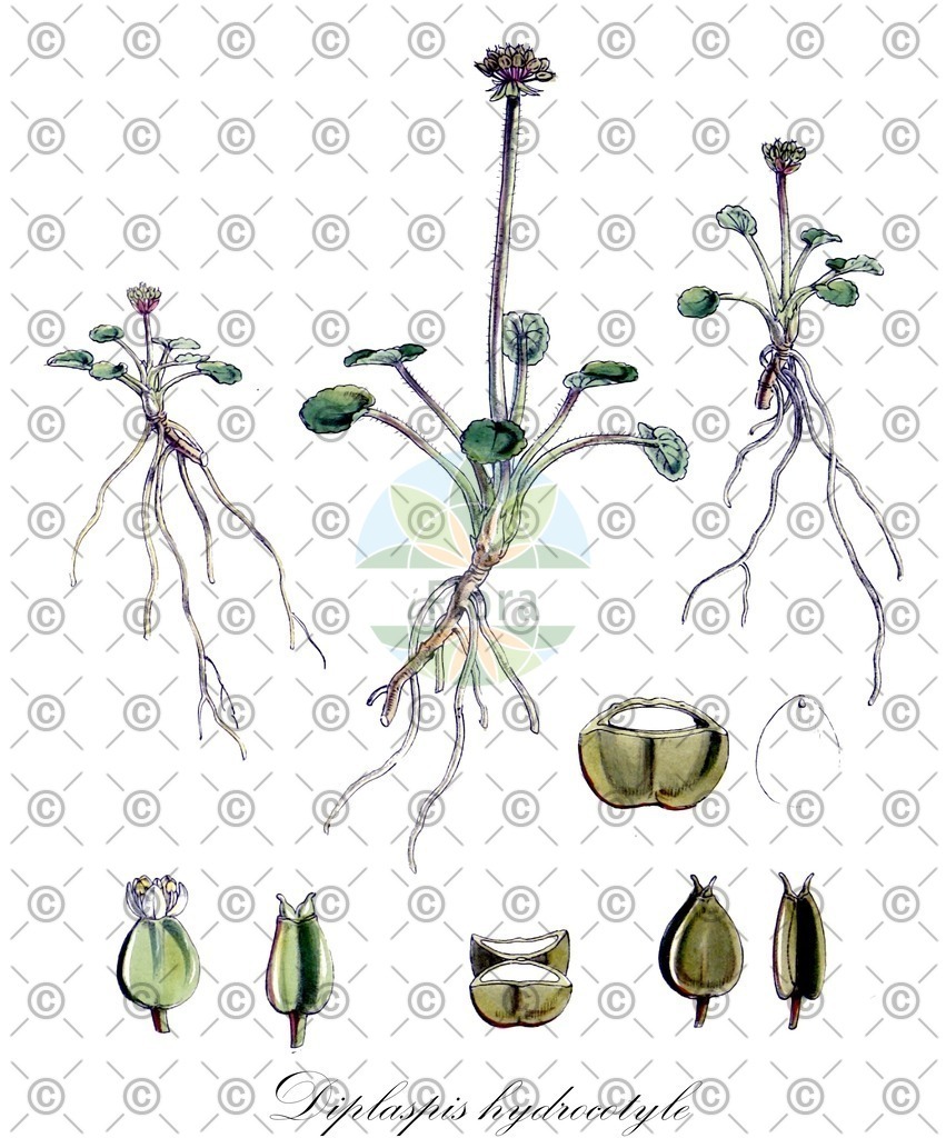HistAbb_wfo-0001107289_2_ENZY_Simple | Historische Abbildung von Diplaspis hydrocotyle - Apiaceae | Historical Illustration of Diplaspis hydrocotyle - Apiaceae