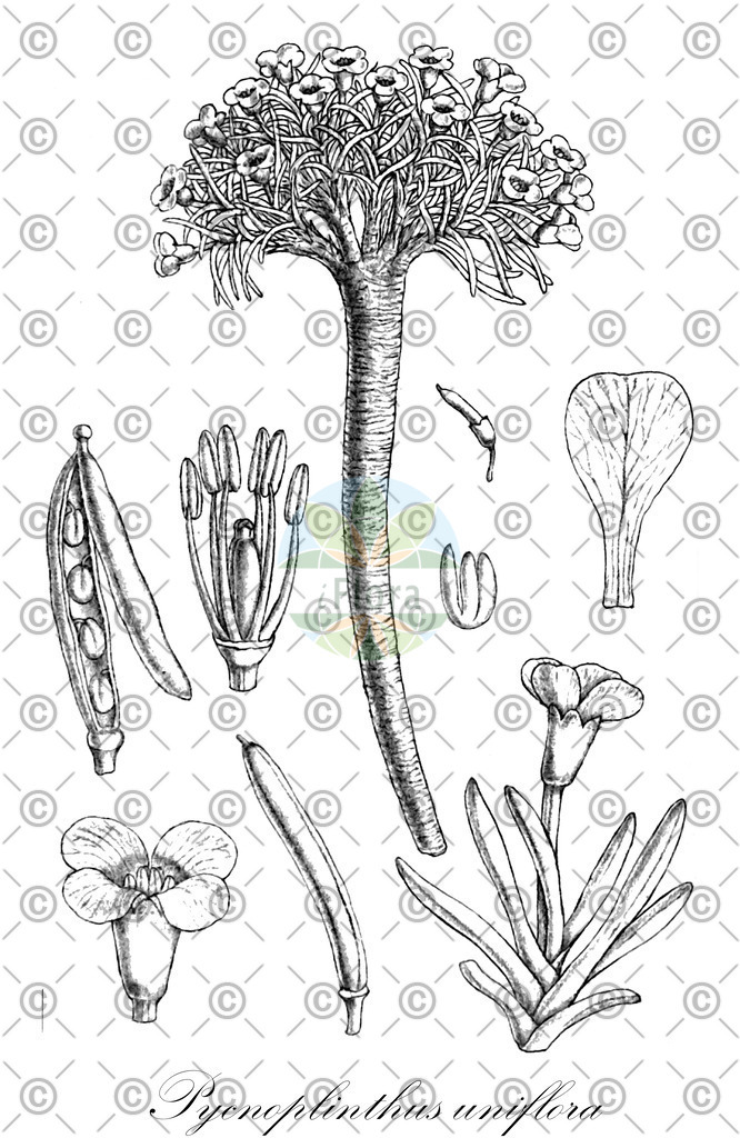 HistAbb_wfo-0000467045_1_ENZY_Simple | Historische Abbildung von Pycnoplinthus uniflora - Brassicaceae | Historical Illustration of Pycnoplinthus uniflora - Brassicaceae