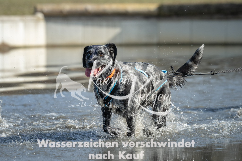 1328_ZZ96386 | kk-dogfotos