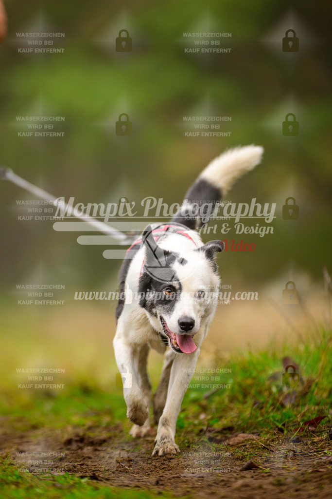 MompixPhotography_Bischwiller2025_Canicross-120 | mompixphotography