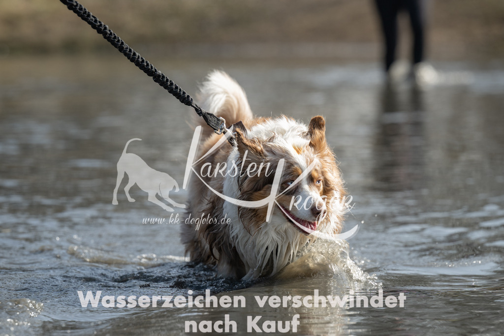 1238_ZZ91248 | kk-dogfotos