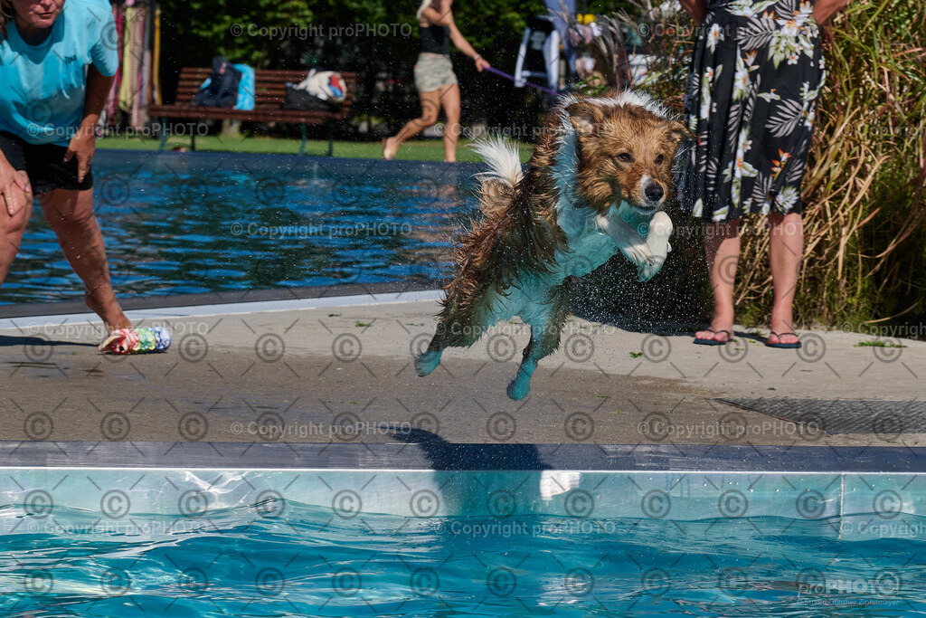 235_202509_4Hundebadetag_NZ9_2925 | proPHOTO - Realisiert mit Pictrs.com