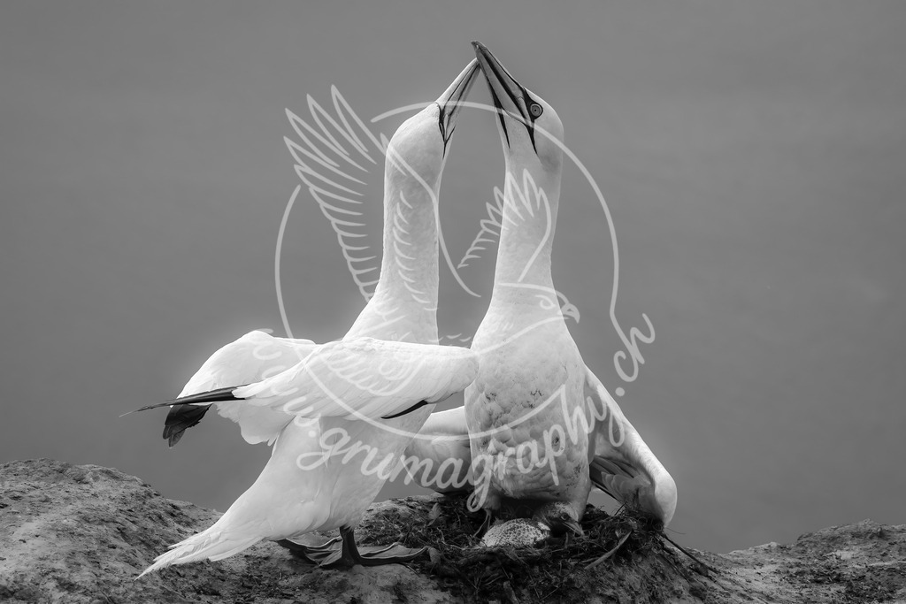 tender balance - northern gannet_ germany_swx | Authentische Landschafts- & Wildtierfotografie aus der Schweiz. Hochwertige Wandbilder, Fine-Art-Prints und Wunschmotive nach Auftrag – sorgfältig entwickelt im Grumagraphy-Style