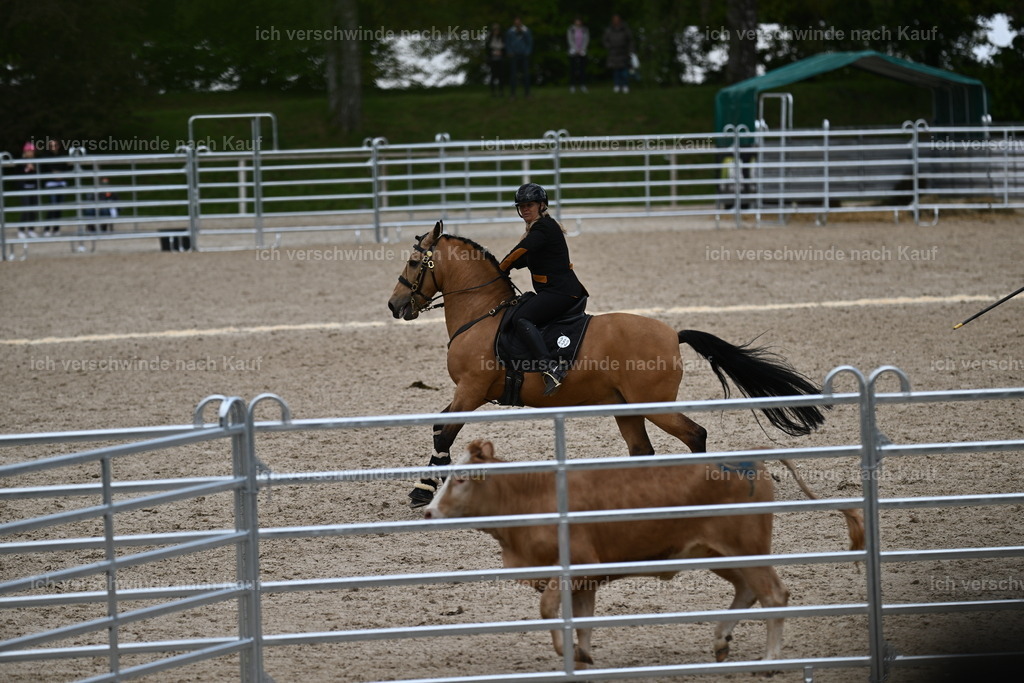 PI26_COW_Sara Landvogt226_7446.JPG | working equitationturnier fotograf videograf stoibphotography marixx film working equitation deutschland reitsport turnierfotografie eventfotografie equestrian events