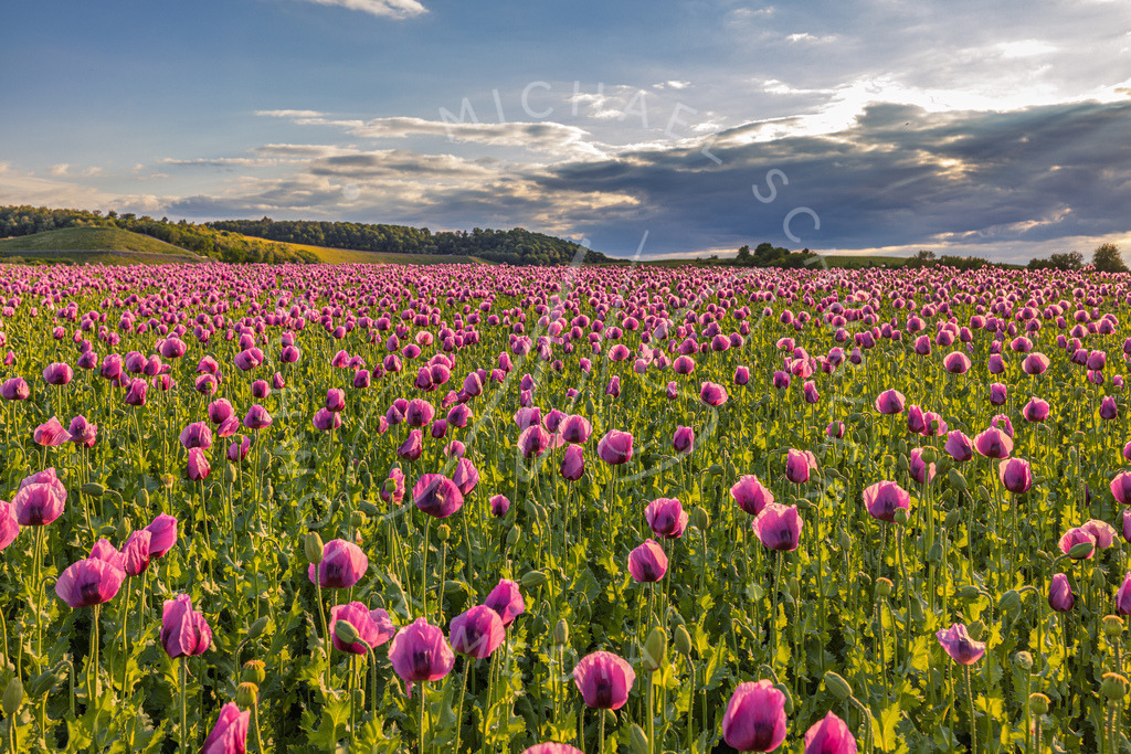 2025-05-20 2025-05-20 Erlenbacher Oelmuehle Mohnblumen 121 | Schwotte Media - Realisiert mit Pictrs.com