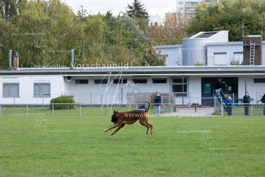 _16A6753 | Einzigartige Fotos von Hunden & Menschen –Actionfotos, Portraits, Vereinsaufnahmen & Paarshootings – authentisch, lebendig & mit Herz.