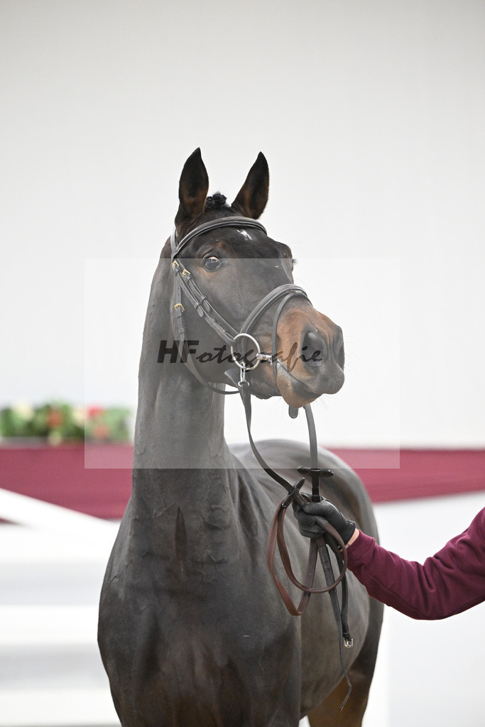 Kat-Nr. 99 Conthalou x Colestus_ZG Erkner_47253203 | hf-fotografie - Realisiert mit Pictrs.com