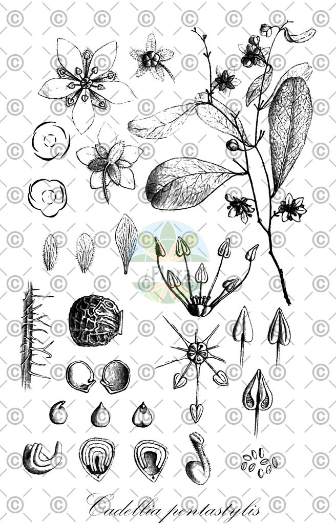 HistAbb_wfo-0000186878_1_ENZY_Simple | Historische Abbildung von Cadellia pentastylis - Surianaceae | Historical Illustration of Cadellia pentastylis - Surianaceae