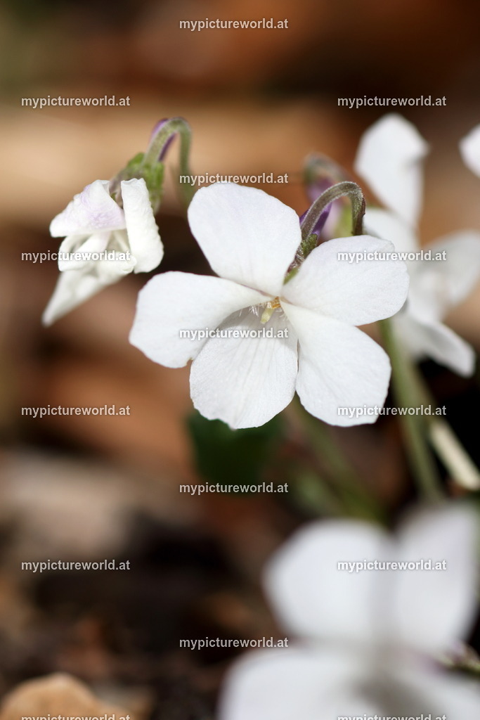 Sand-Veilchen-002 | Das Bilderarchiv über Tiere, Planzen und Landschaften. In der Bilddatenbank finden Sie ein große Auswahl an hochwertigen Bilder für Ihre Werbung - Realized with Pictrs.com