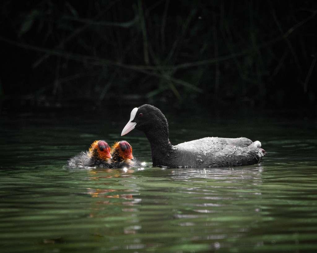 DSC_9981 | Ich bin Fotograf aus Neuburg an der Donau und spezialisiere mich auf Wildlife-Fotografie, Landschaftsaufnahmen und Portraits.Ob Hochzeit, Familienbilder oder Naturaufnahmen – ich fange echte Momente ein, die bleiben. 