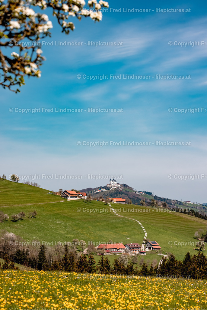 Birnbaumblute Mostviertel 28042021-3308 | Fotos und Fotoprodukte - Realisiert mit Pictrs.com