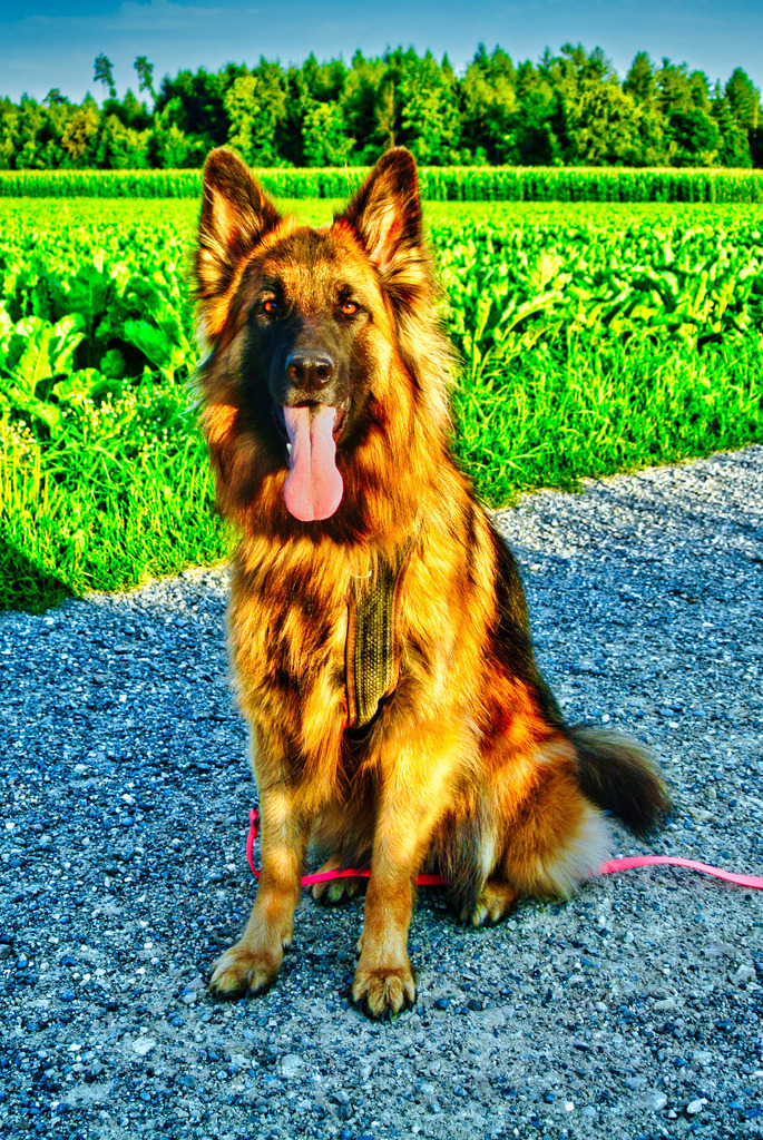 Hunde (12) | Tierfotografie / Haustierfotografie - Realisiert mit Pictrs.com