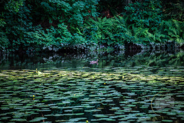 DSC_1641 | Shop für Prints Landschaftsfotografie Sächsische Schweiz Naturfotografie in Thüringen Fotos vom Findlingspark Nochten Kloster Sankt Marienstern Bilder Festung Königstein PanoramaRhododendronpark Kromlau FotogalerSchleswig-Holstein Küstenlandschaften