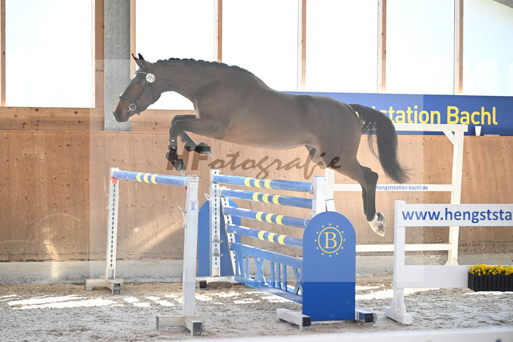 Kat-Nr. 63 Kelly du Tillard v. Aganix Du Seigneur_Keitel_14261717 | hf-fotografie - Realisiert mit Pictrs.com