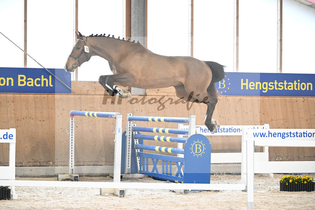 Kat-Nr. 7 Securus Eickenrode v. Eldorado v d Zeshoek_5251240 | hf-fotografie - Realisiert mit Pictrs.com