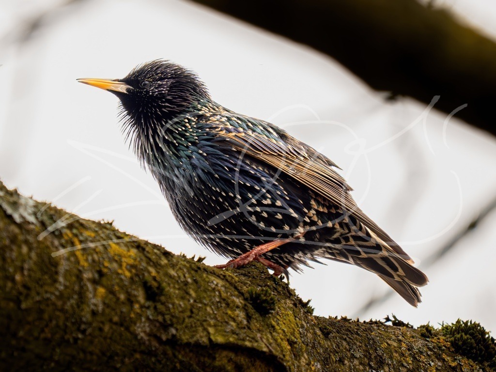 Star | Naturschönheiten aus Deutschland. Pflanzen und Tiere, Insekten und Naturschauspiele. Alle schönen Details, die uns umgeben, fotografiert von Michi Moc.  - Realisiert mit Pictrs.com