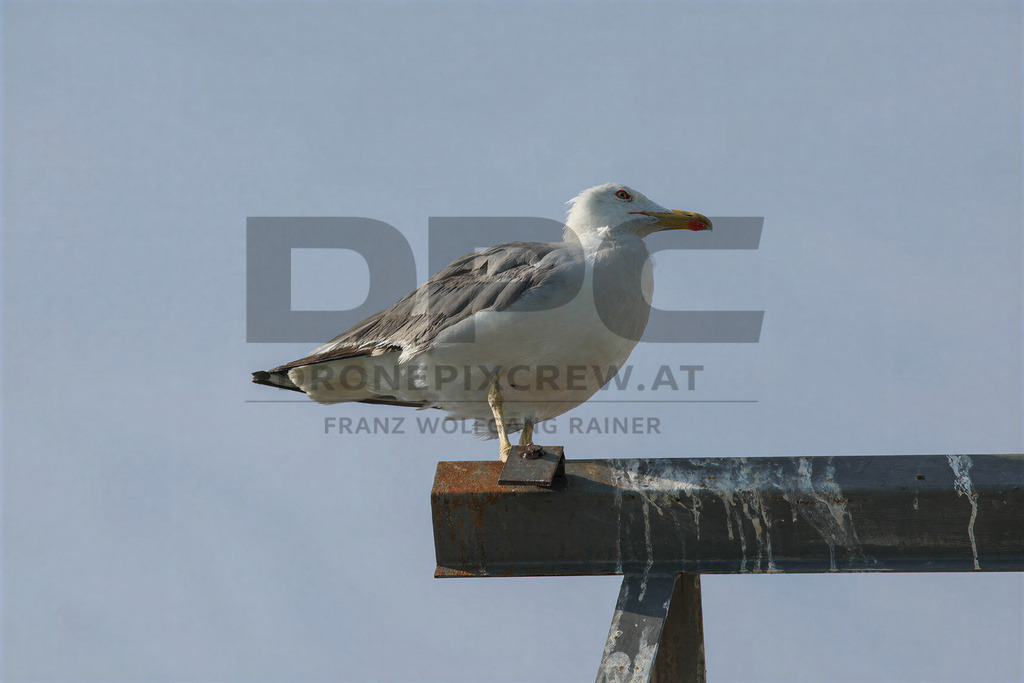 Yellow-legged Gull (Larus michahellis) | Yellow-legged Gull (Larus michahellis), a large gull species commonly found along Mediterranean coasts, rocky shorelines, harbours and coastal areas. - Realisiert mit Pictrs.com