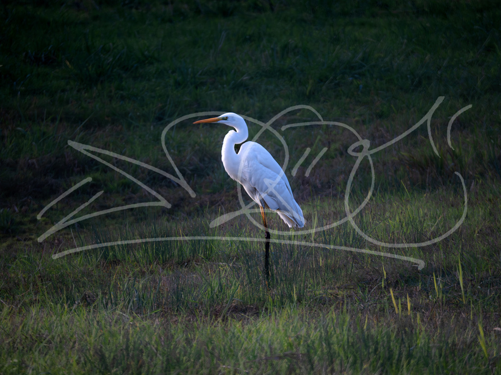 Silberreiher | Naturschönheiten aus Deutschland. Pflanzen und Tiere, Insekten und Naturschauspiele. Alle schönen Details, die uns umgeben, fotografiert von Michi Moc.  - Realisiert mit Pictrs.com