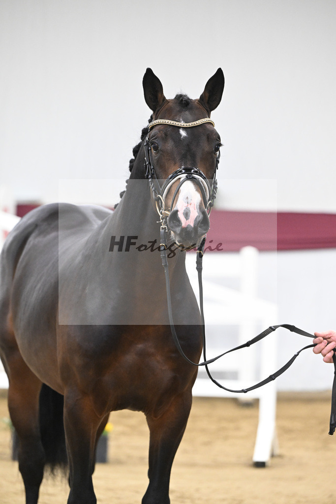 Kat-Nr. 100 Million Dollar x Diarado_ZG Schuster u. Schmid-Zemann_47253238 | hf-fotografie - Realisiert mit Pictrs.com