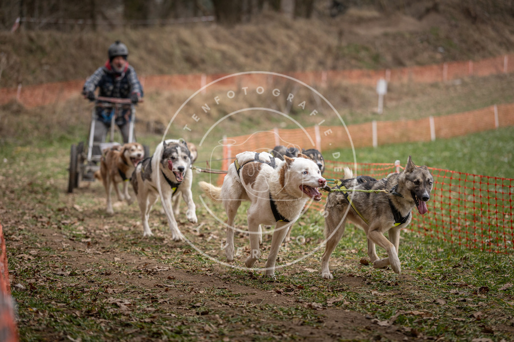 Pfotenfotografie_DV3A6484 | Hundefotografie, Tierfotograf, Pfotenfotografie, Fotoshooting Hund, Hunde Portrait, Hundesport, Hundeportraits, Heideshooting, Hunde, Sportfotograf, Hundefotograf, Turnierhundsport, THS,  - Realisiert mit Pictrs.com