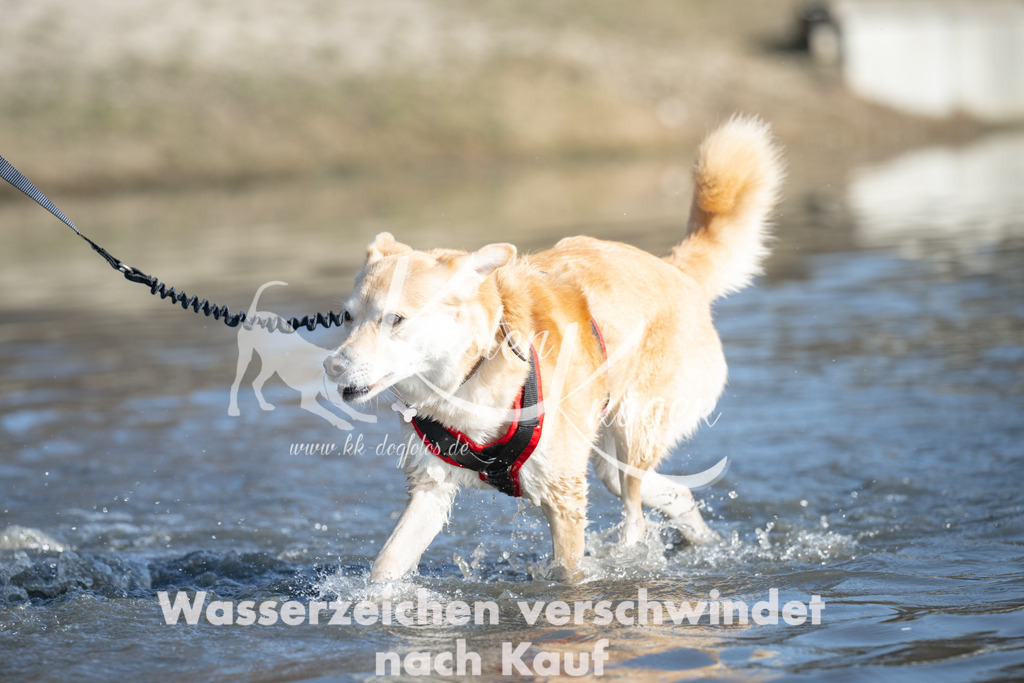 1359_ZZ99323 | kk-dogfotos