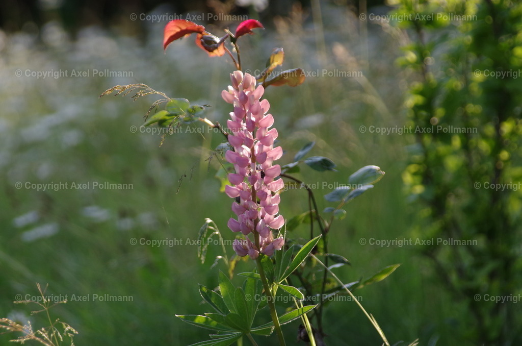 IMGP0097 | fotografiert von Axel PollmannLeonhardi Wallfahrt Benediktbeuern und Murnau, Fronleichnam, Fasching, Landschaft im Loisachtal und Benediktbeuern  - Realisiert mit Pictrs.com