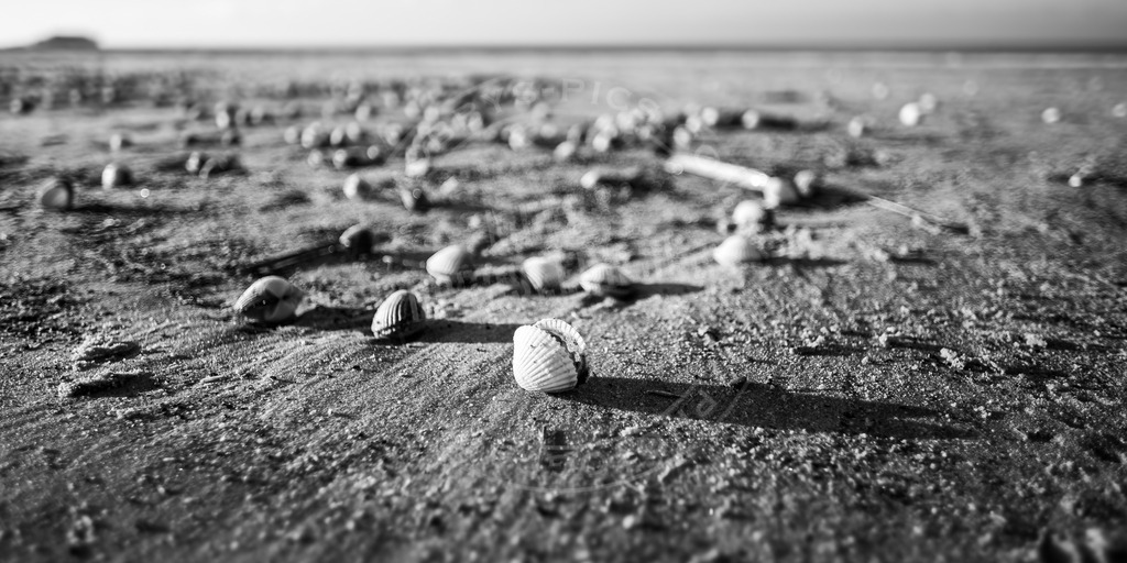 Muschelfreidhof | Strandmuscheln St. Peter-Ording