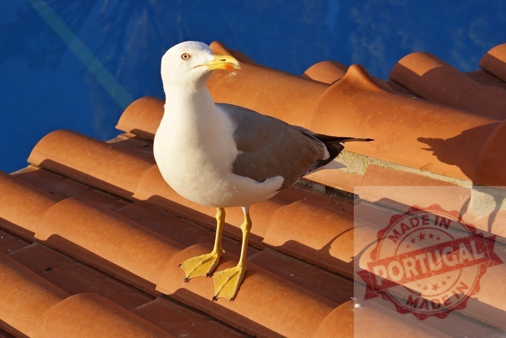 Seagull standing on terracotta roof tiles looking at the sky | Seagull standing on an orange tiled roof under bright sunlight, looking around at the environment - Realisiert mit Pictrs.com