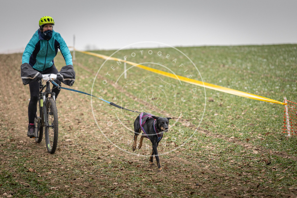 Pfotenfotografie_DV3A2510 | Hundefotografie, Tierfotograf, Pfotenfotografie, Fotoshooting Hund, Hunde Portrait, Hundesport, Hundeportraits, Heideshooting, Hunde, Sportfotograf, Hundefotograf, Turnierhundsport, THS,  - Realisiert mit Pictrs.com