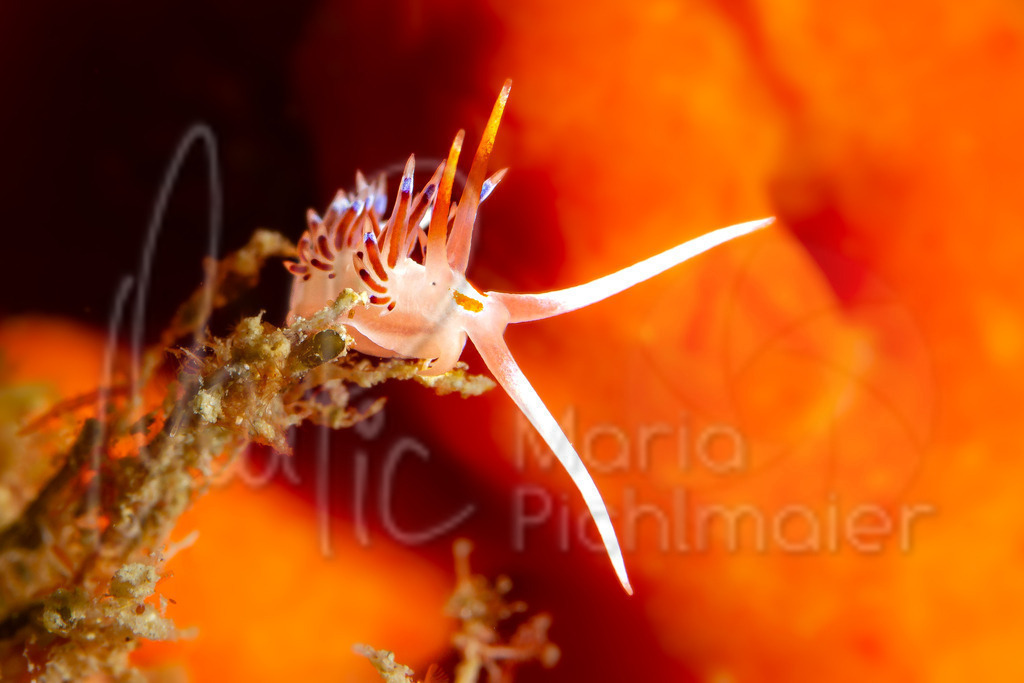 Cratena peregrina | nudibranch / Nacktschnecke / nudibranquio - Realisiert mit Pictrs.com