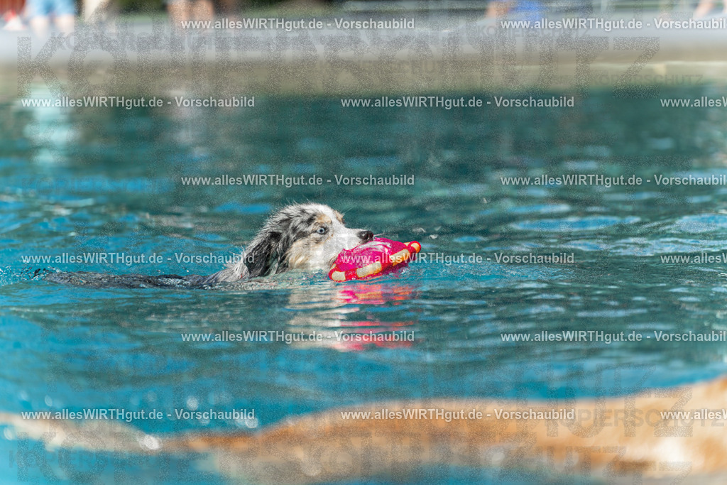 Hundeschwimmen_Volksbad_2026-allesWIRTHgut_Tierfotografie-2609061211-112138-7R500272 | Professionelle Tierfotografie in Mönchengladbach von Daniel Wirth (allesWIRTHgut). Liebevolle & natürliche Bilder von Hunden & Katzen für unvergessliche Erinnerungen.