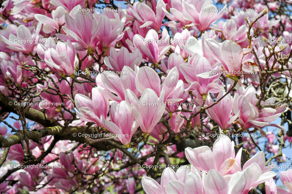 Fruehling_ Baeume_ Magnolien_ 16.03.2024-2 | 16.03.2024, Linz, AUT, Fruehling, Baeume, im Bild Magnolien, Blüten, Blueten, Baum, Bäume, Baeume,  Ziergehoelz, rosa, weiss