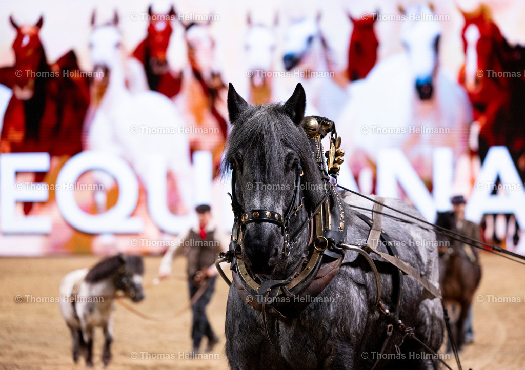 TH_Rückepferde_27327 | EQUITANA 2025 am 11.03.25 in Essen