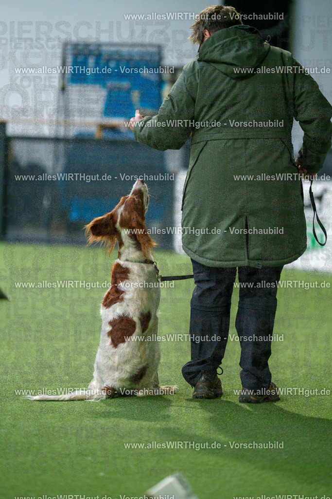 7R500136 | Professionelle Tierfotografie in Mönchengladbach von Daniel Wirth (allesWIRTHgut). Liebevolle & natürliche Bilder von Hunden & Katzen für unvergessliche Erinnerungen.