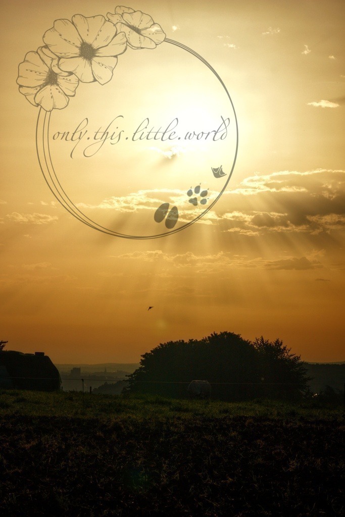 IMG_6811-01 | only.this.little.world - Realisiert mit Pictrs.com