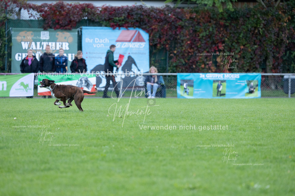 _16A4623 | Einzigartige Fotos von Hunden & Menschen –Actionfotos, Portraits, Vereinsaufnahmen & Paarshootings – authentisch, lebendig & mit Herz.