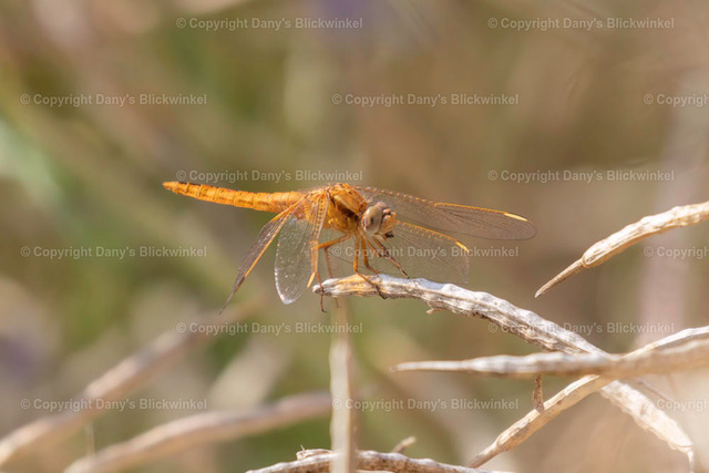 20182 | Tierfotografie, Tierkalender, Tierbilder, Insekten, Spinnen, Vögel, Schmetterling, Libellen, Leinwand, Colorkey, Qualität, Geschenkartikel, Geschenk - Realisiert mit Pictrs.com