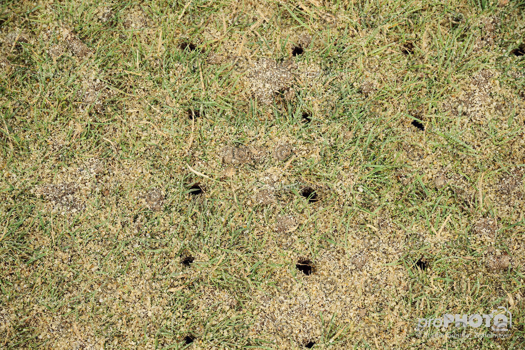 202507_Rernböck-Rasen_NZ9_1164 | proPHOTO - Realisiert mit Pictrs.com