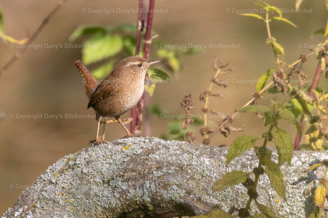 201782 | Tierfotografie, Tierkalender, Tierbilder, Insekten, Spinnen, Vögel, Schmetterling, Libellen, Leinwand, Colorkey, Qualität, Geschenkartikel, Geschenk - Realisiert mit Pictrs.com