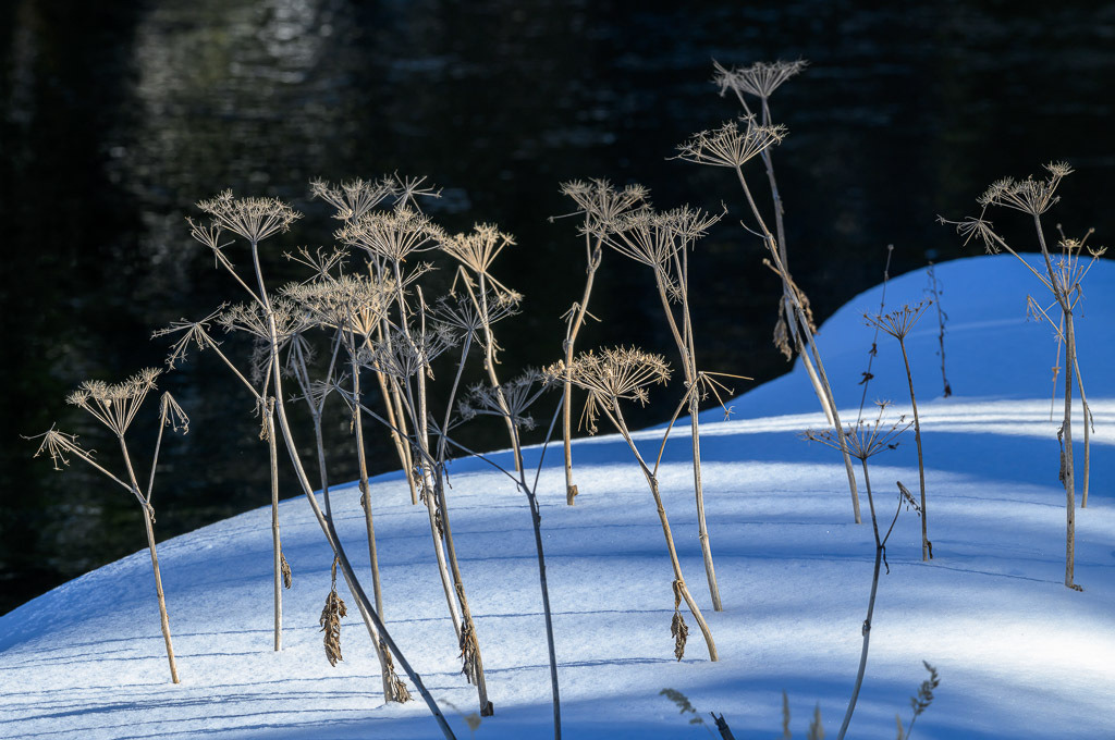 2024-186 | Am Firehole River, Upper Geyser Basin. - Realisiert mit Pictrs.com