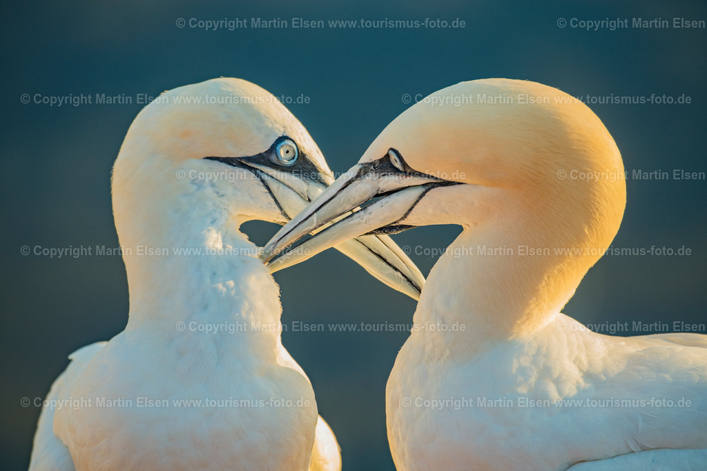 Helgoland Bastölpel_ELS_2925030818 | Helgoland - Aufnahmedatum: 01.08.2018, Aufnahmehöhe:  m, Koordinaten:  - , Bildgröße: 8256 x  5504 Pixel - Copyright 2018 by Martin Elsen, Kontakt: Tel.: +49 157 74581206, E-Mail: info@schoenes-foto.deSchlagwörter:Schleswig-Holstein,Landkreis Pinneberg,Düne,Hochseeinsel,Börteboote,Meer,Küste,Halunder,Oberland,Unterland,Strand,Seehunde,Robben,Lange Anna,Felsen,Roter Felsen,Luftbild,Luftbilder,Bastölpel - Realisiert mit Pictrs.com